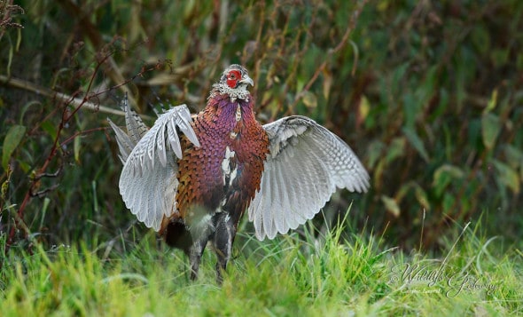 Young Wild Pheasant