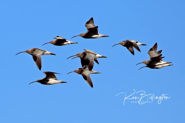 10 Curlews in Flight