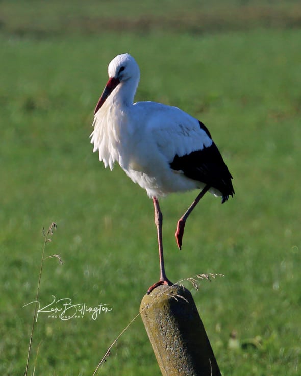 White Stork on One Leg