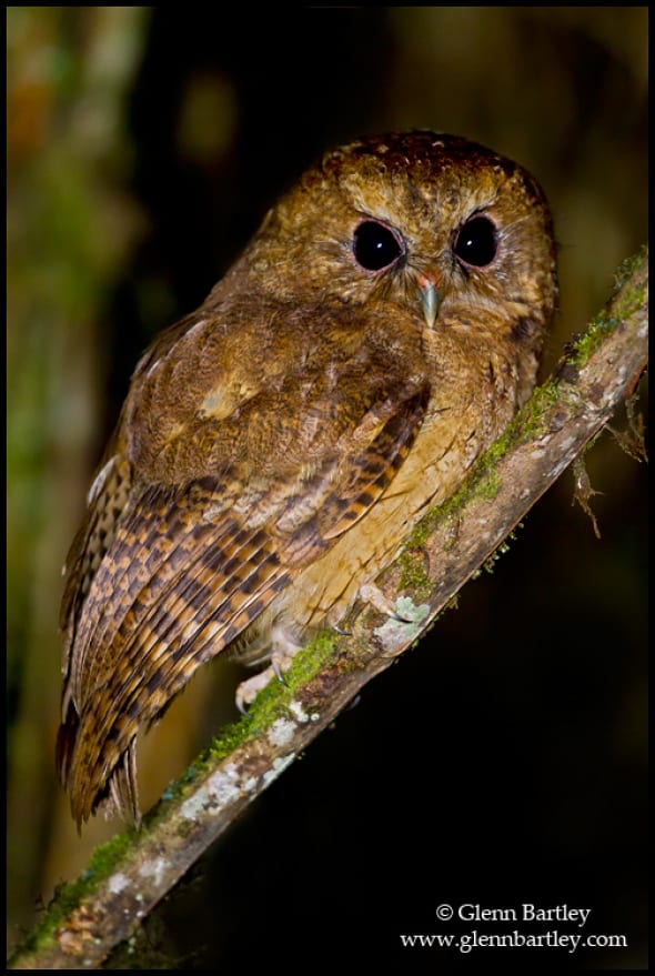 Cinnamon Screech Owl 
