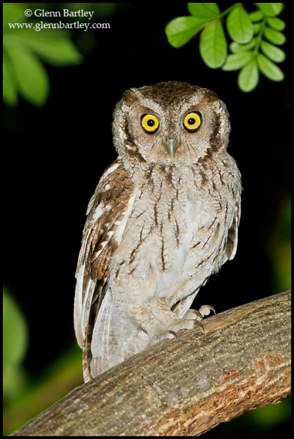 Peruvian Screech Owl (Maranon)
