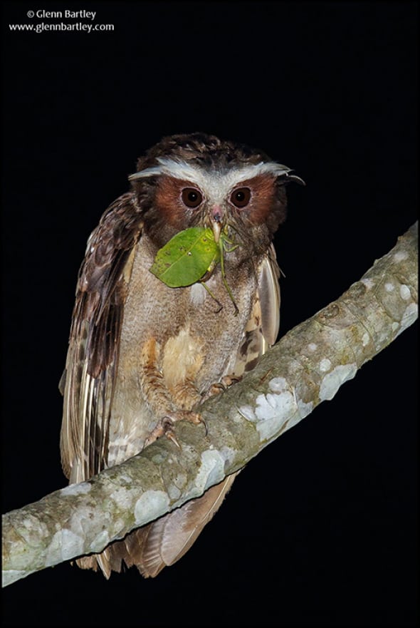 Crested Owl 