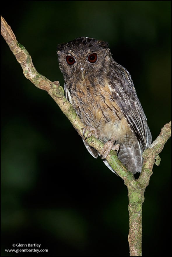 Northern Tawny-bellied Screech Owl 