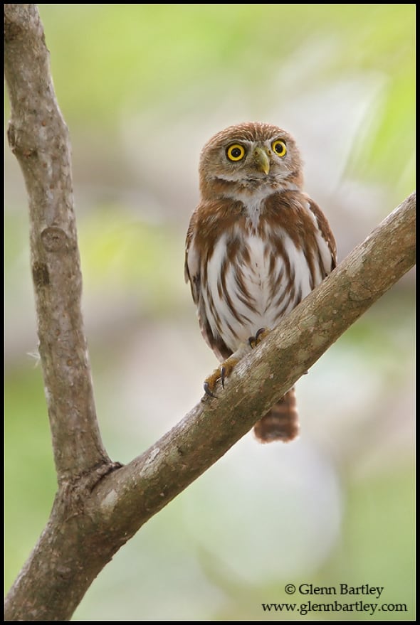 Ferruginous Pygmy Owl 