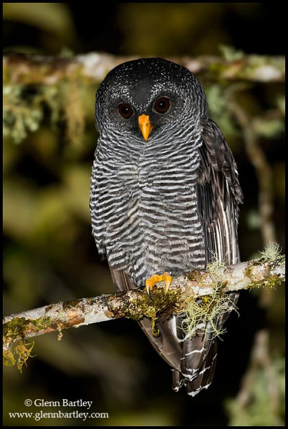 Black-banded Owl (San Isidro)