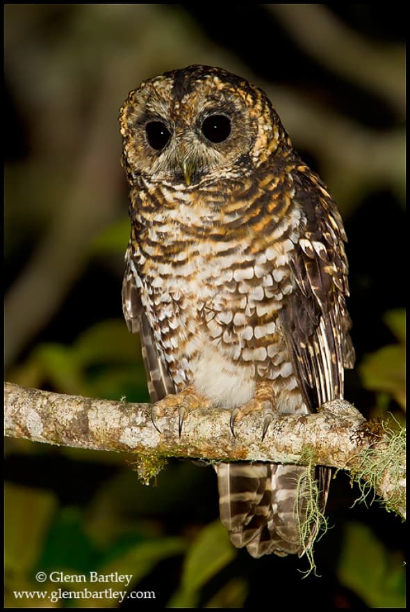 Rufous-banded Owl 