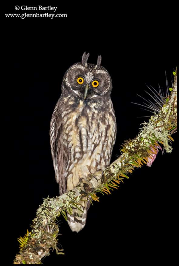 Stygian Owl