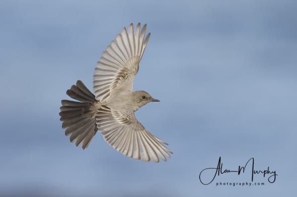 Say’s Phoebe