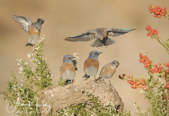 Western Bluebirds