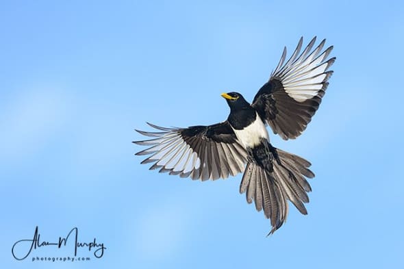 Yellow-billed Magpie