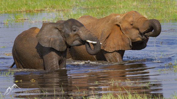 Elephants Drinking