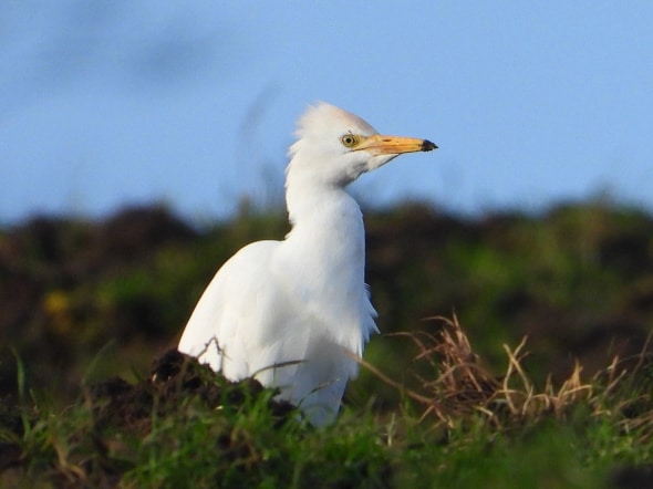 Cattle Egret