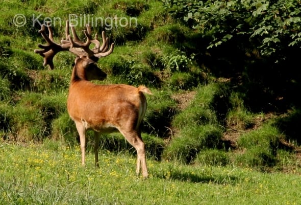 Red Deer (Cervus elaphus) 