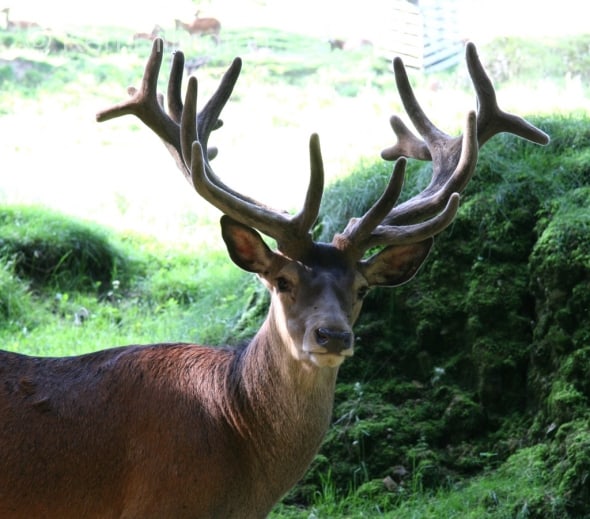 Red Deer (Cervus elaphus) 