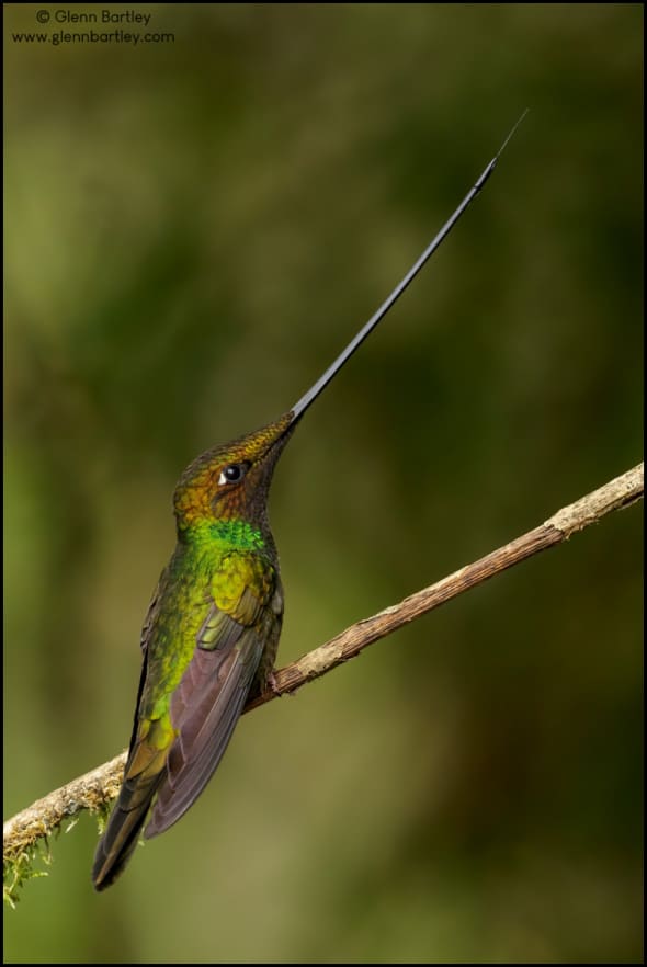 Sword-billed Hummingbird 