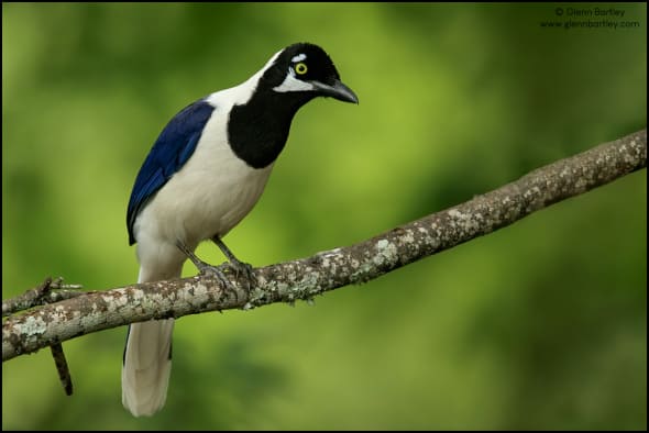 White-tailed Jay 
