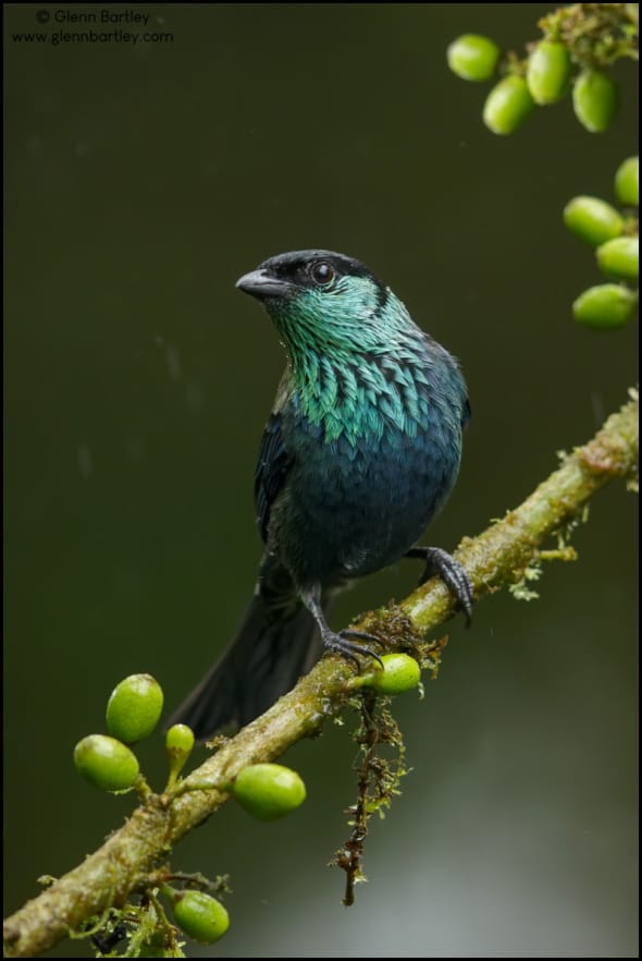 Black-capped Tanager