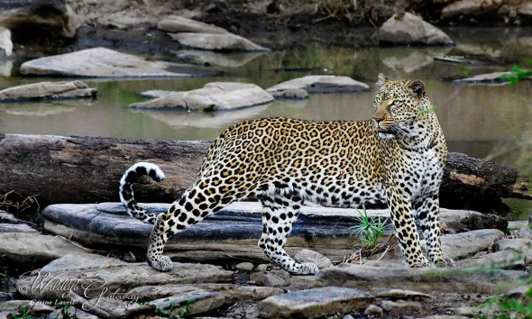 Leopard Crossing