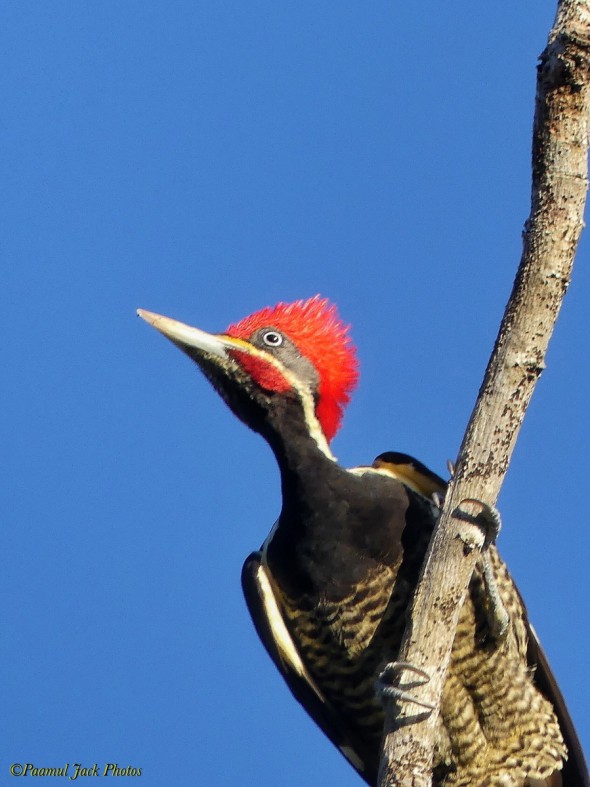 Curious (Lineated)  Woodpecker