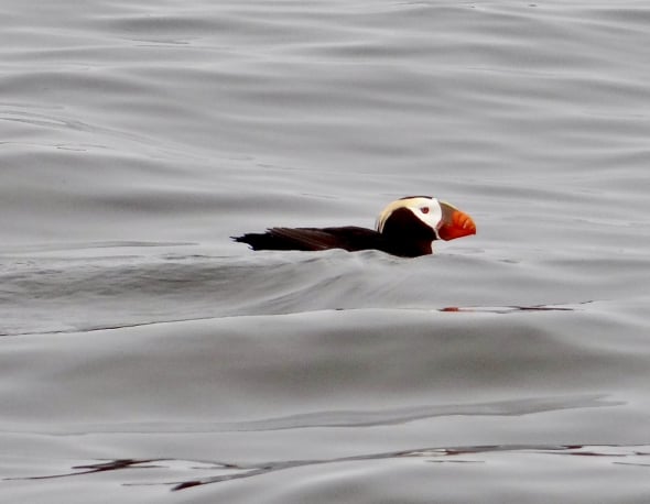 After the Storm (Tufted Puffin)