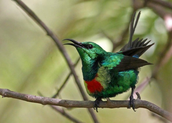 Male Beautiful Sunbird in Courtship Displa