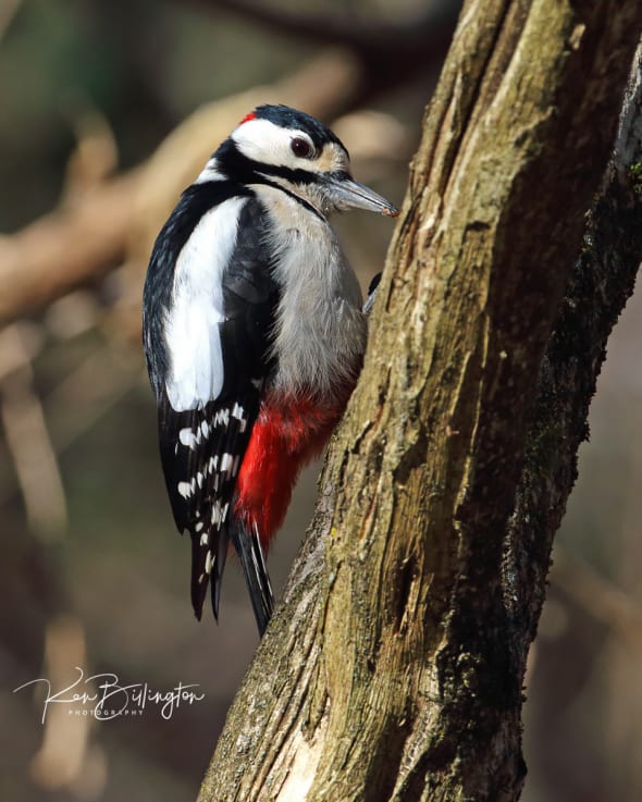 Tasty Insects - Great Spotted Woodpecker