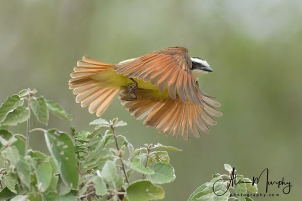 Great Kiskadee 