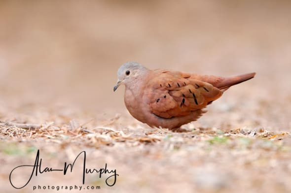 Ruddy Ground-dove 
