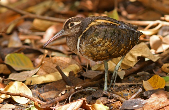Male Painted Snipe Among Withered Leaves
