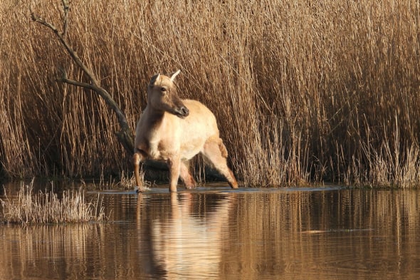 Chinese Deer - on Golden Pond