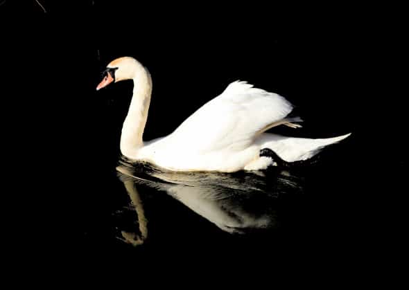 A Graceful Swan