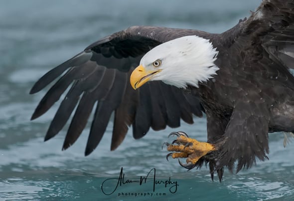 Bald Eagle | Focusing on Wildlife