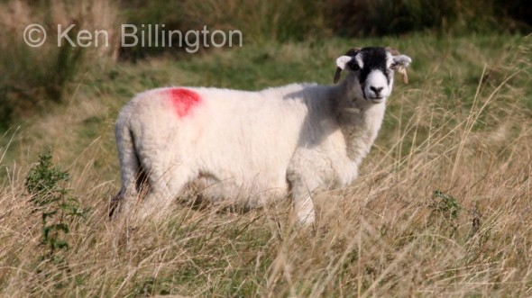 Sheep (Ovis aries) 
