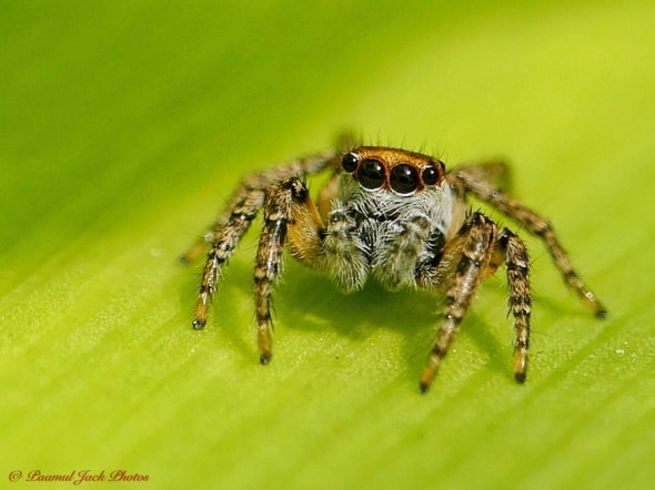 Jumping Spider (Size of a Grain of Rice)