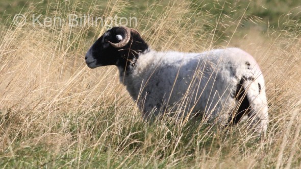 Sheep (Ovis aries) 