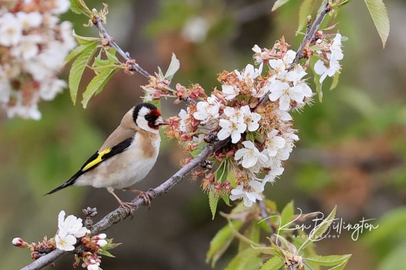 Goldfinch with Spring Blossom