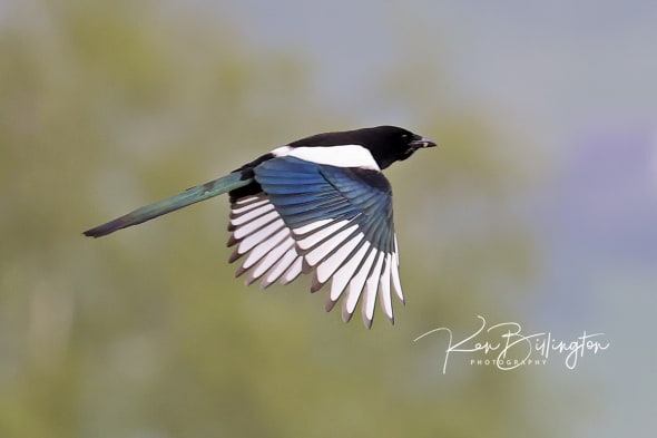 Eurasian Magpie