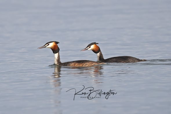 Great Crested Grebe Pair