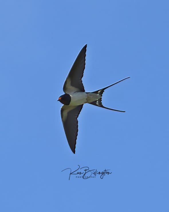Barn Swallow in Flight