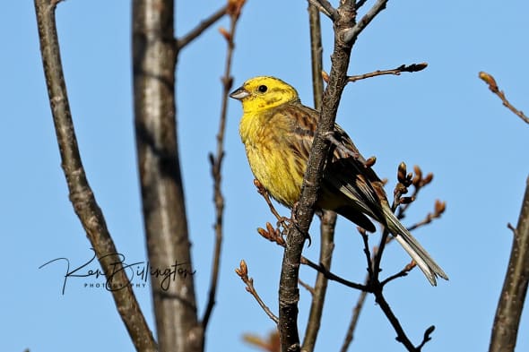 Yellowhammer