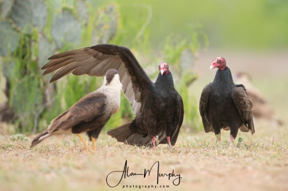 Caracara and Turkey Vulture