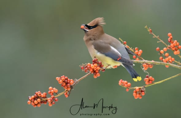 Waxwing