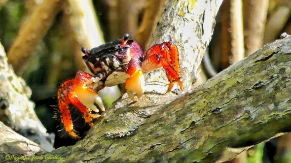 Yucatan Cenote Crab