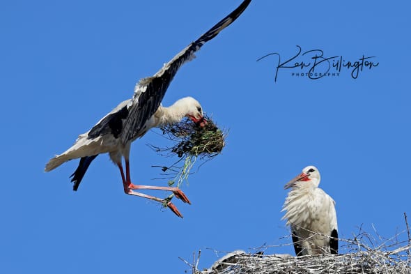 Peace Offering - White Storks