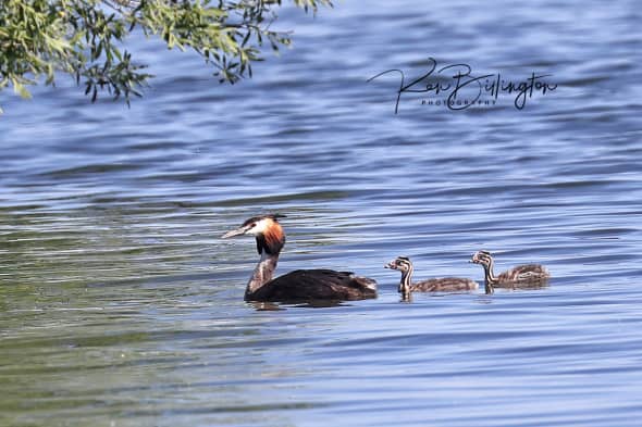 Happy Family - Great Crested Grebes