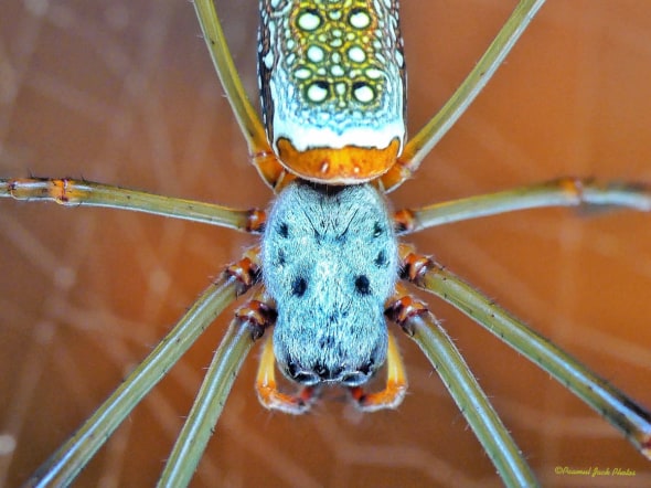 Nature’s Art - Orb-weaver Spider