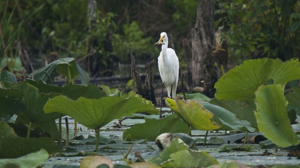 Egret Fishing in Lotus Pond