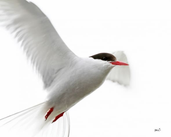 Arctic Tern (Sterna Paradisaea)
