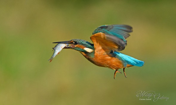 Success for the King Fisher