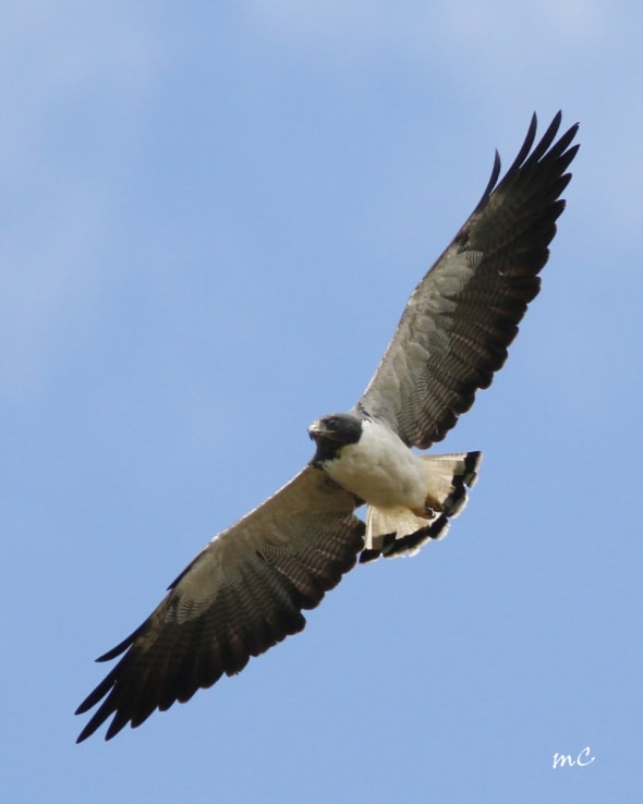 White-tailed Hawk (Geranoaetus Albicaudatus)